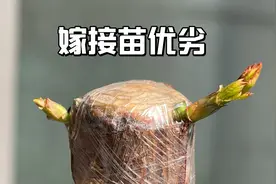 月季嫁接苗的优缺点分析，看了视频，嫁接苗是否适合你呢？视频封面
