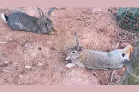 青蛙基地好多药材苗，割了喂兔子，兔子见了直接开抢！