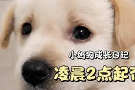 小奶狗每天凌晨2点多起夜上厕所，狗主人表示很崩溃，怎么破？视频封面