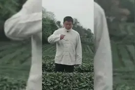 大家要的原版来了。四川雅安名山区区长周万友助力蒙顶甘露，春茶视频封面