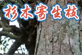 杉木寄生枝降三高良药