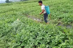 种植露天西瓜下雨过多，用什么药才能保好西瓜苗视频封面