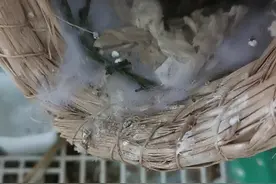 珍珠鸟下蛋了，三个蛋两个有血丝，感兴趣的看看这段无聊的视频视频封面