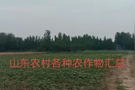 山东农村有哪些农作物？辣椒，山药，油葵，棉花，花生，玉米。视频封面