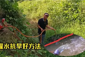 今年果园抗旱需提早，光头仔教你灌溉好方法，一次用水湿润半个月