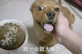 大半个月没在家，只能圈养狗子长肥了，给你吃狗粮水泡饭减肥。视频封面