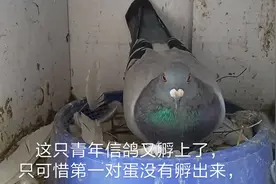 免费送鸽子，快递走不了怎么办？大家帮忙岀出主意！视频封面