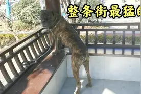 农村姑娘带着猛犬逛街，这么厉害的狗狗被小姐姐训得越来越听话了视频封面