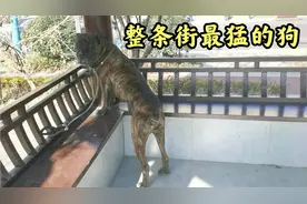 农村姑娘带着猛犬逛街，这么厉害的狗狗被小姐姐训得越来越听话了视频封面