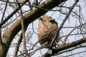 老妈门前有个马蜂窝堪比坛子还大，一个大几十斤。视频封面