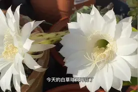 带着香味的白色仙人球开花了，即可欣赏又可食用还很清香视频封面