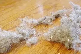 家里不打扫就会出现很多“毛絮”，到底是怎么回事？我也是才知道