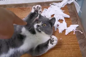 拆家胖猫咪把家搞得一团糟，铲屎官一顿暴揍，它却选择了撒娇卖萌视频封面