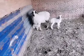 这个小羊羔是骨折了还是脱臼了，怎么治疗了视频封面