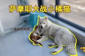 萨摩耶大战小橘猫，小橘猫只知道咬狗毛，连狗肉都没碰到