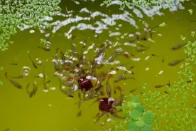 养孔雀鱼多久要换水，鱼便便怎么处理。其实很简单视频封面