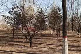腾格里沙漠治理成功，曾黄沙满天飞，沙尘暴肆虐，现在绿树成荫。视频封面