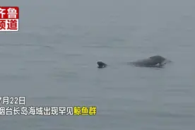 罕见！山东长岛海域发现体长近20米鲸鱼群