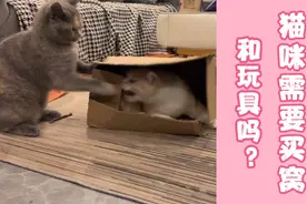 猫咪需要买窝和玩具吗？一个废旧纸箱就够它们玩的了！读评论