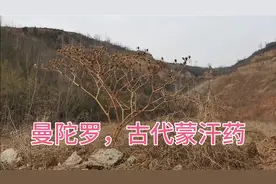 山沟路边一株巨大的曼陀罗结满果实却无人识别，古代的蒙汗药视频封面