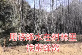 利用诱蜂水，在树林里找蜜蜂窝。