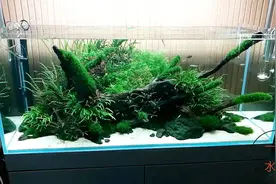 夏天鱼缸高温，水草枯黄，分享3个降温方法，适合不同人群视频封面