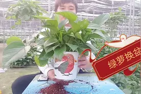 绿萝花友们换盆教程来了，怎么换盆及注意事项，换后特别好看。视频封面