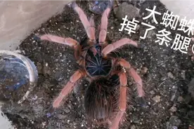 20厘米罕见大蜘蛛，蜕皮自己掉了条腿！太可惜了！还能活吗？