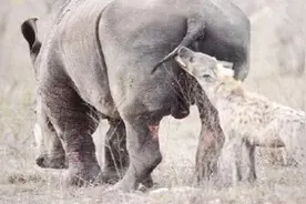 鬣狗长的像狗，却是猫科，最大的鬣狗比东北虎还大