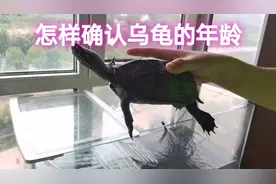 怎样正确计算乌龟的年龄，太简单了，越小的乌龟越好认