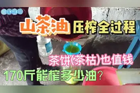 170斤山茶籽能榨多少斤茶油？实拍农村油坊古法榨油全过程