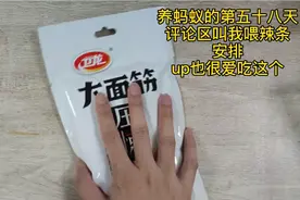 养蚂蚁的第五十八天，今天喂辣条视频封面