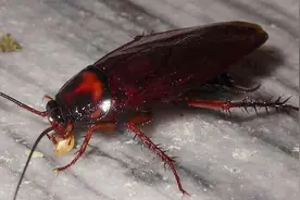 才知道，蟑螂最怕的物品是它们，厨房放一个，夏天看不见一只蟑螂