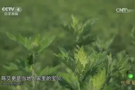 看似普通的艾叶竟是历史最悠久的药材之一，它到底有什么作用呢？视频封面