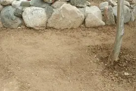 小院建设种草坪全过程，看完你也会了！为了这一片绿，从早忙到晚视频封面