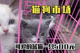福州卖猫卖狗的地方，500就可以买可爱的蓝猫，比毛绒玩具还便宜