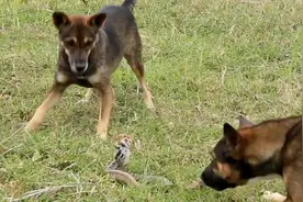 这两条狗狗居然有这种特殊嗜好，抓蛇那是一等一的高手