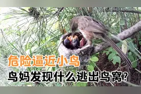 山鹛精心呵护幼崽，夜幕降临危险逼向小鸟，鸟妈看到什么逃出鸟窝视频封面