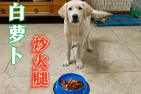 小狗狗吃白萝卜炒火腿，吃得飞快，就是配得馍少了一点视频封面