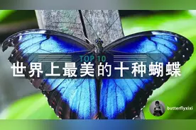 世界上最美的十种蝴蝶，哪一种是你心目中的第一名呢？视频封面