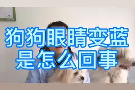 狗狗眼睛变蓝是怎么回事
