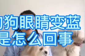 狗狗眼睛变蓝是怎么回事视频封面