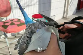 虎皮鹦鹉剪羽，这也是为你们好，可别记恨我呀视频封面