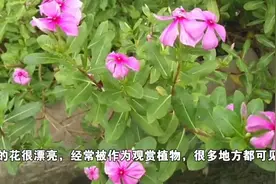 作观赏植物的长春花可止痛、消炎、安眠