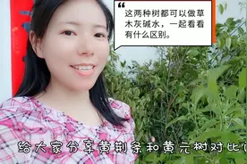这两种树都可以烧成草木灰，做碱水包粽子做米果，看看有什么区别