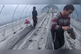 正月十五是辣椒种植的好时节，农村农活还是少不了视频封面