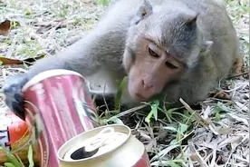 国外一男子测试猴子的酒量，你还喝不过猴子？网友：是我输了！