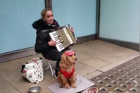 伦敦街头音乐，手风琴演奏家和金毛猎犬视频封面
