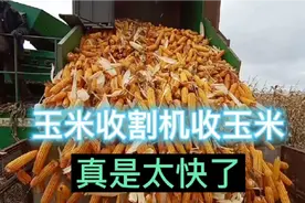 北大荒玉米大丰收。看看玉米是怎样用收割机收的吧？效果如何