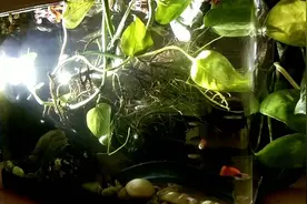 热带鱼~小孔雀多大可以繁殖，每次生产多少条小鱼，寿命有多长？视频封面